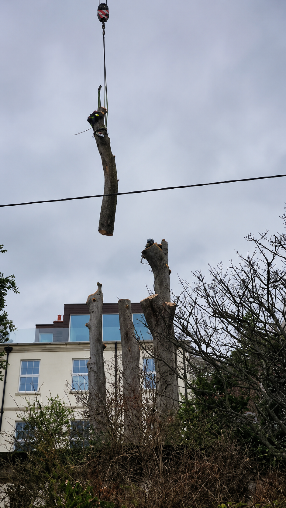 Tree Removal
