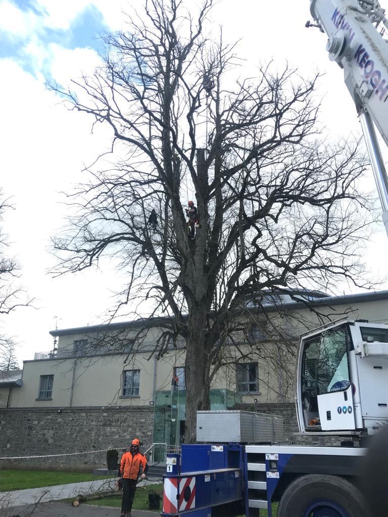 Crown Raising