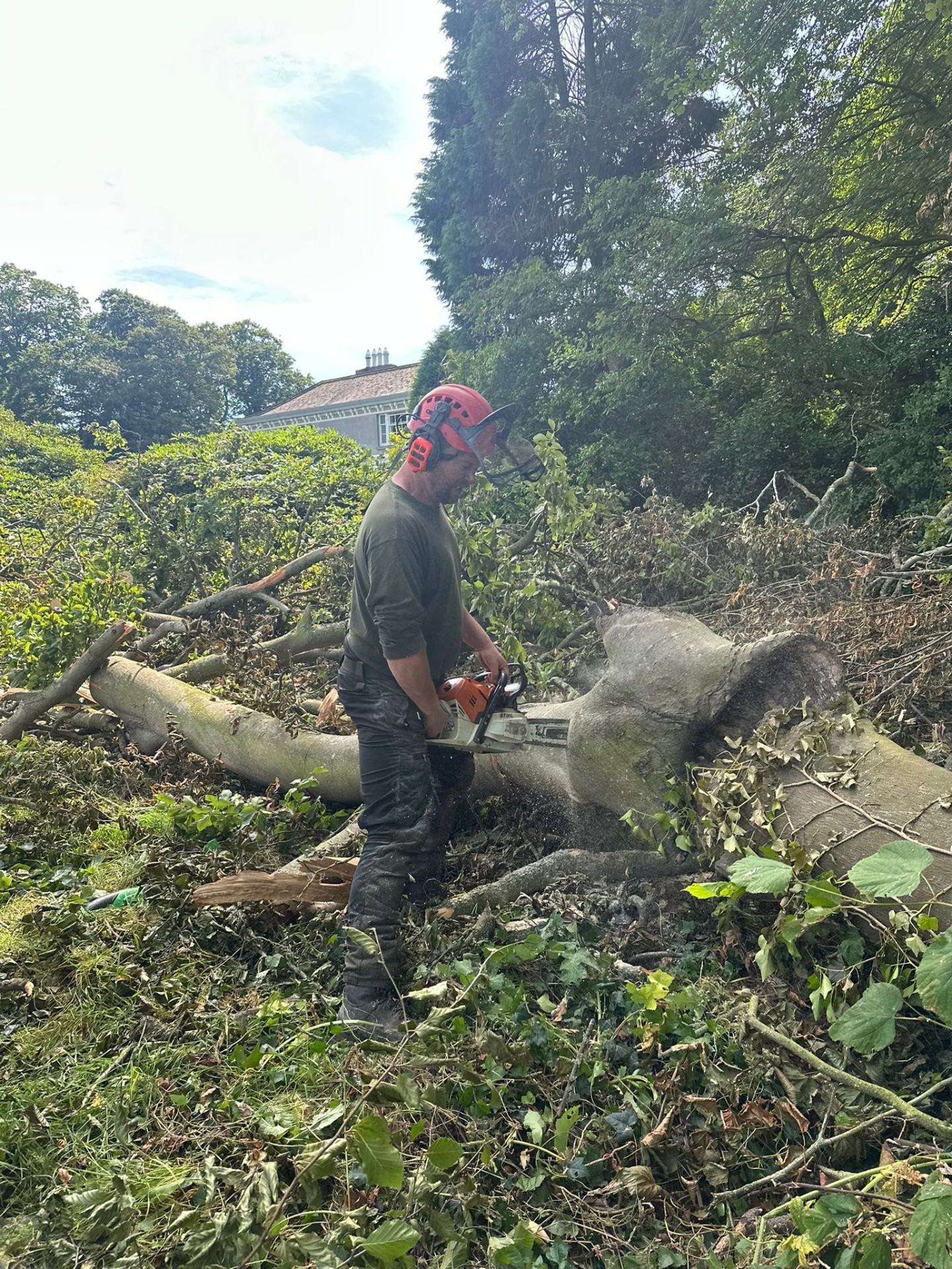 Stump Grinding