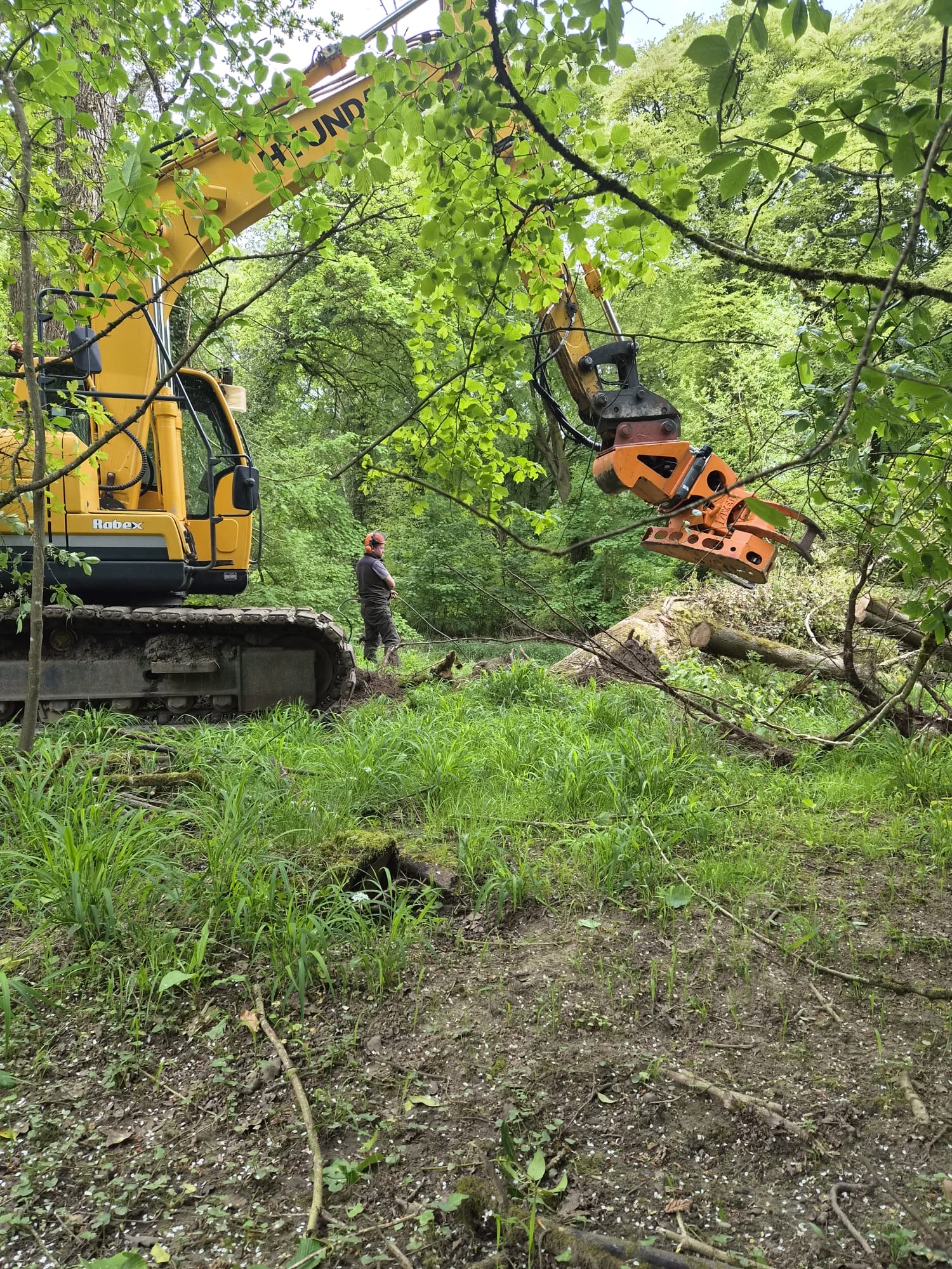 Tree Surgery recent work 2