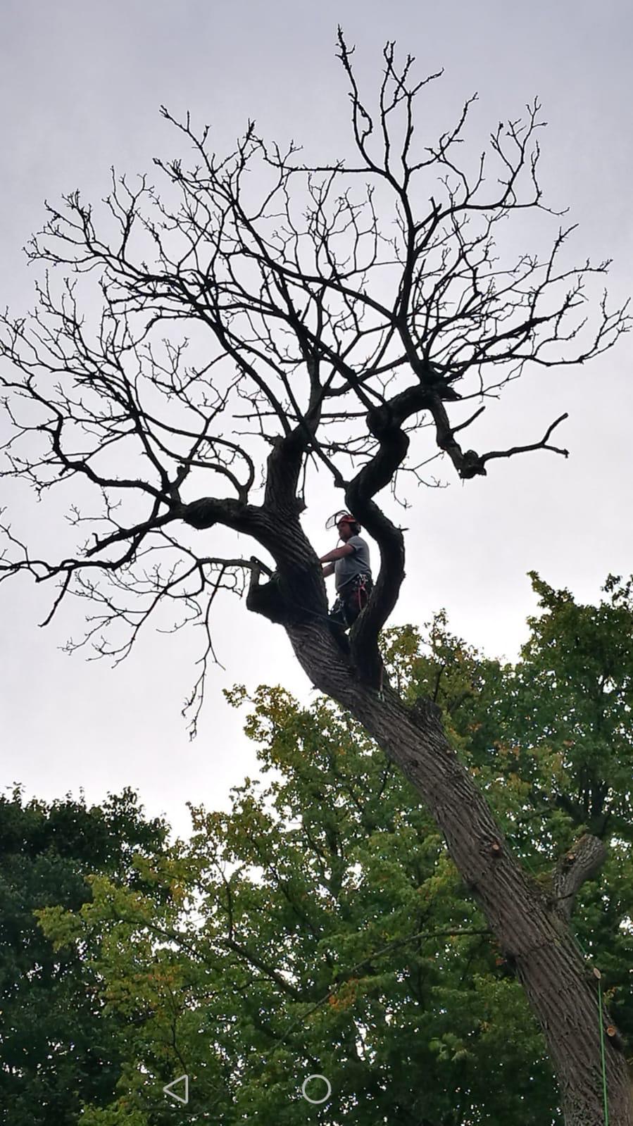 Tree Surgery