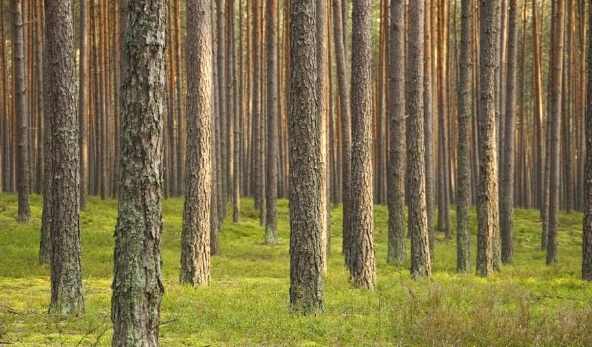 Tree Thinning